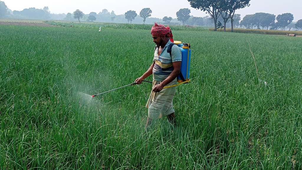 গাংনীতে পেঁয়াজ চাষে স্বপ্ন বুনছেন চাষি