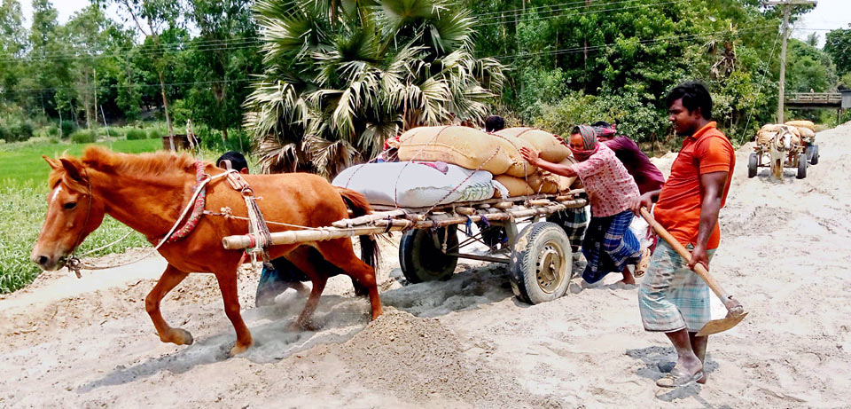আধুনিকতার ছোঁয়ায় পরিবর্তন এসেছে যানবাহনের। পশু টানা গাড়ির পরিবর্তে এসেছে যান্ত্রিক যানের। বর্তমানে গাঁয়ের মেঠো পথেও দেখা মেলে না পশু টানা গাড়ির। আর যদিও তা দেখা যায় নিতান্তই ব্যতিক্রম। চরাঞ্চলসহ প্রত্যন্ত গ্রামাঞ্চলের অনেকে এখনো পণ্য পরিবহনের জন্য ঘোড়াকে ব্যবহার করে থাকেন। পণ্য বোঝাই গাড়ি টেনে নিচ্ছে ঘোড়া, নতুন নির্মাণাধীন রাস্তার বালুতে আটকে পড়েছে গাড়ি। স্থানীয়রা ঘোড়ার গাড়ি ঠেলে তুলছেন। বাইলজুড়ী চকপাড়া এলাকা, ঘিওর উপজেলা, মানিকগঞ্জ, ৯ অক্টোবর। ছবি: আব্দুর রাজ্জাক
