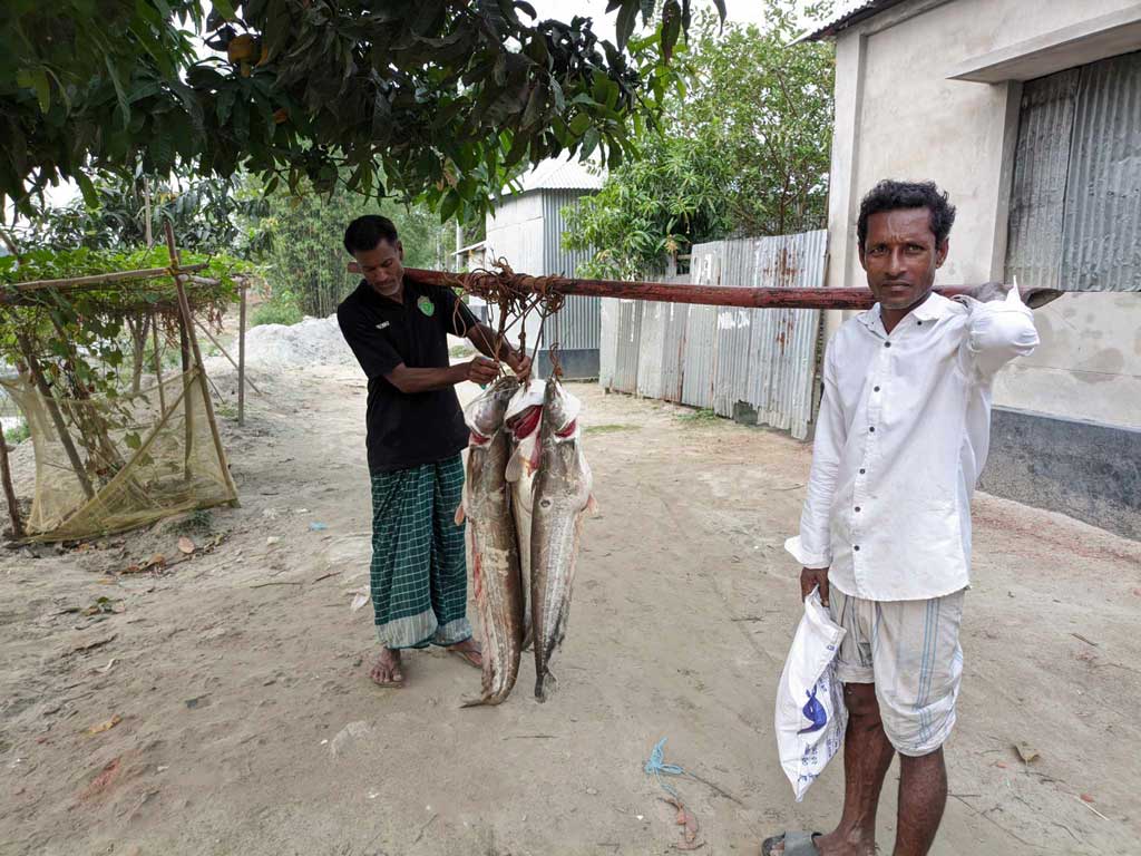 যমুনায় নতুন পানি আসা শুরু হয়েছে। প্রতি বছরের মতো এ বছরও তাই নদীতে বোয়াল মাছ ধরতে গিয়েছিলেন কয়েক জন শখের মৎস্য শিকারি। গতকাল মঙ্গলবার ভোররাতে ৩টি বোয়াল মাছ ধরেছেন তারা। এগুলোর একেকটির ওজন ২০ কেজির মতো। বাঁশে বেঁধে সেগুলো কাঁধে তুলে নিয়ে যেতে দেখা যাচ্ছে তাঁদের। ভূঞাপুরের পাথাইলকান্দি এলাকা থেকে, টাঙ্গাইল, ৫ জুন ২০২৪। ছবি: ফুয়াদ হাসান রঞ্জু