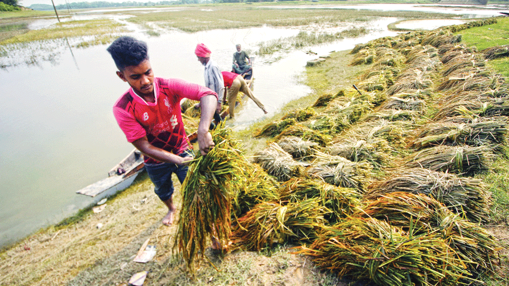 হাওরে পাহাড়ি ঢলে কৃষকের ঘরে কান্না