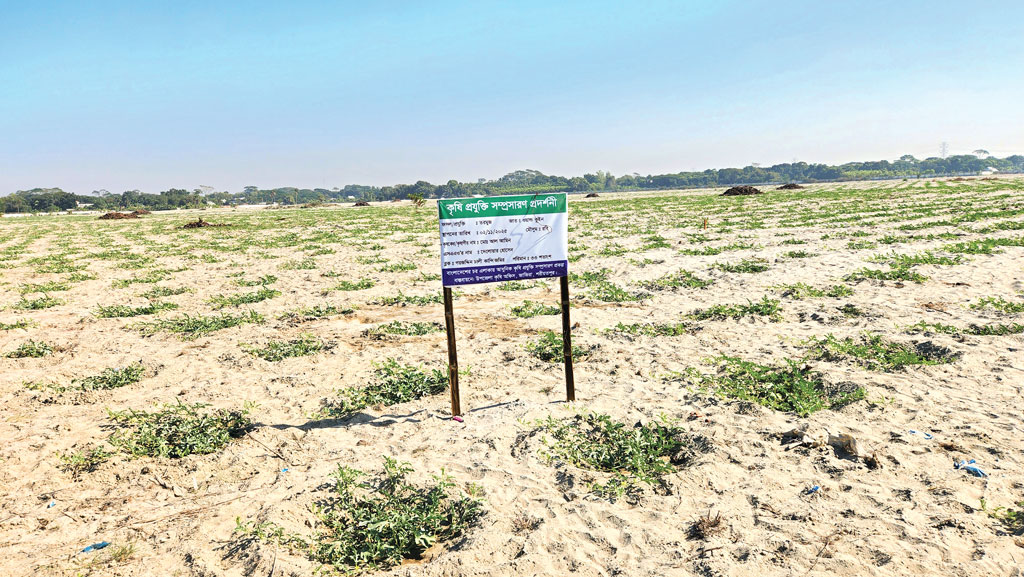 বস্ত্র ও পাট মন্ত্রণালয়ের প্রকল্প: তাঁতপল্লির জমিতে তরমুজ চাষ