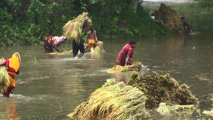 পানি ঢুকছে নতুন এলাকায় যমুনার তীরে চলছে ভাঙন