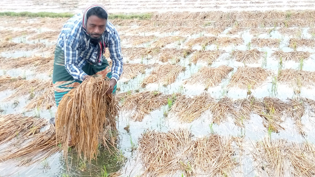 ক্ষতির মুখে ৪০ ভাগ ফসল