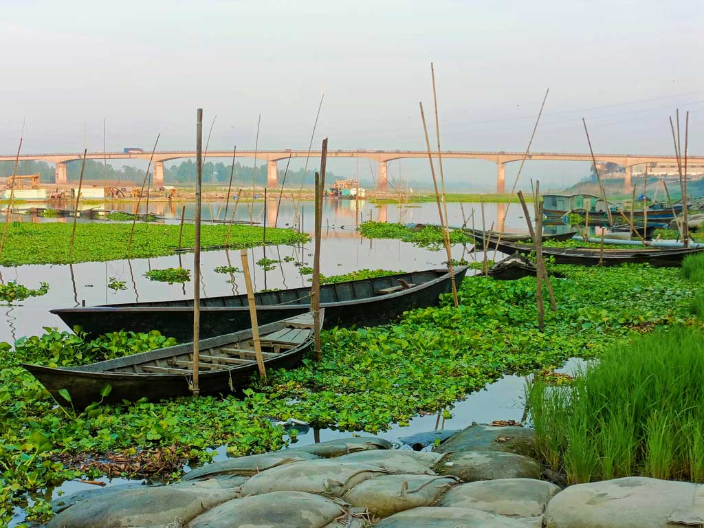 এক সময়ের খরস্রোতা কালীগঙ্গা নদীর বুকজুড়ে এখন ধু ধু বালুচর, কোথাও চাষাবাদ হয়েছে। কয়েক স্থানে একটা সরু ধারা প্রবাহিত হচ্ছে। নদীর যে অংশে কিছু পানি রয়েছে সেখানটা কচুরি পানায় ভরা। ঘিওর উপজেলার তরা এলাকা, মানিকগঞ্জ, ১৭ মার্চ ২০২৪। ছবি: আব্দুর রাজ্জাক