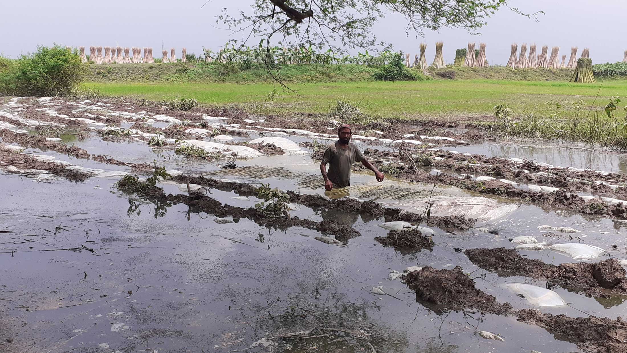 হাঁটুপানিতে পাট জাগ, নষ্ট হচ্ছে গুণগত মান