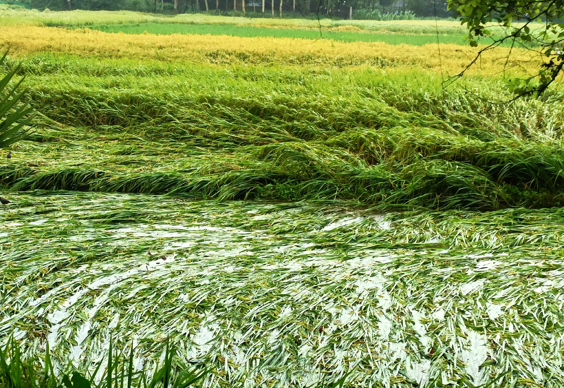 ঘূর্ণিঝড় রিমালের প্রভাবে টানা বৃষ্টিতে ঘিওর উপজেলায় ধান খেতে পানি জমেছে। গতকাল থেকে বৃষ্টি না হলেও বইছে দমকা বাতাস।  এই ঝোড়ো বাতাসে মাঠের পর মাঠ পাকা বোরো ধান মাটিতে শুয়ে পড়েছে।  এই ধান ঘরে তুলতে দ্বিগুণ খরচের পাশাপাশি বিঘাপ্রতি ৭-১০ মণ ফলন কমে যাওয়ার আশঙ্কা করছেন কৃষকেরা। ঘিওর উপজেলার রাথুরা এলাকার ফসলের মাঠ থেকে তোলা, মানিকগঞ্জ, ২৯ মে ২০২৪। ছবি: আব্দুর রাজ্জাক