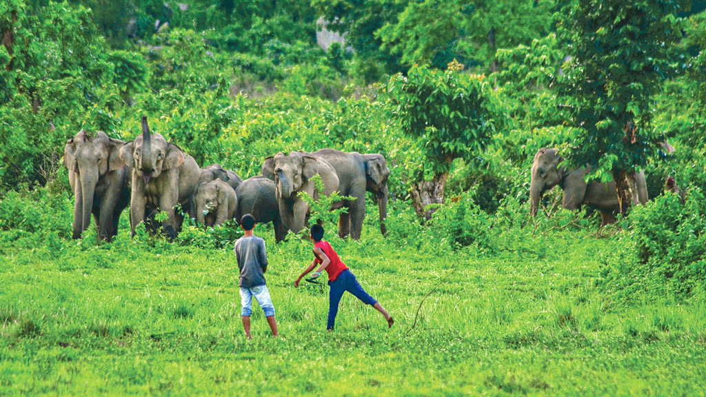 আসামে হাতির জন্য রেস্তোরাঁ!