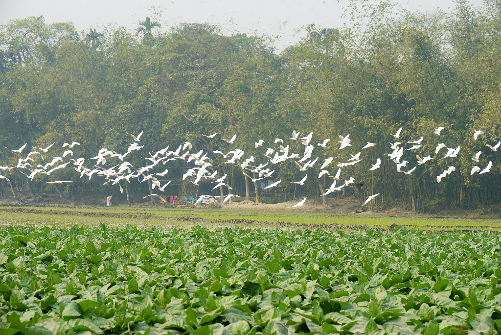 দিনের ছবি (০৫ ফেব্রুয়ারি, ২০২৩)