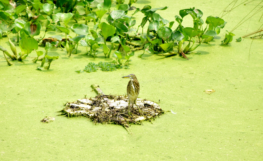 দিনের ছবি (০৩ সেপ্টেম্বর, ২০২৩)