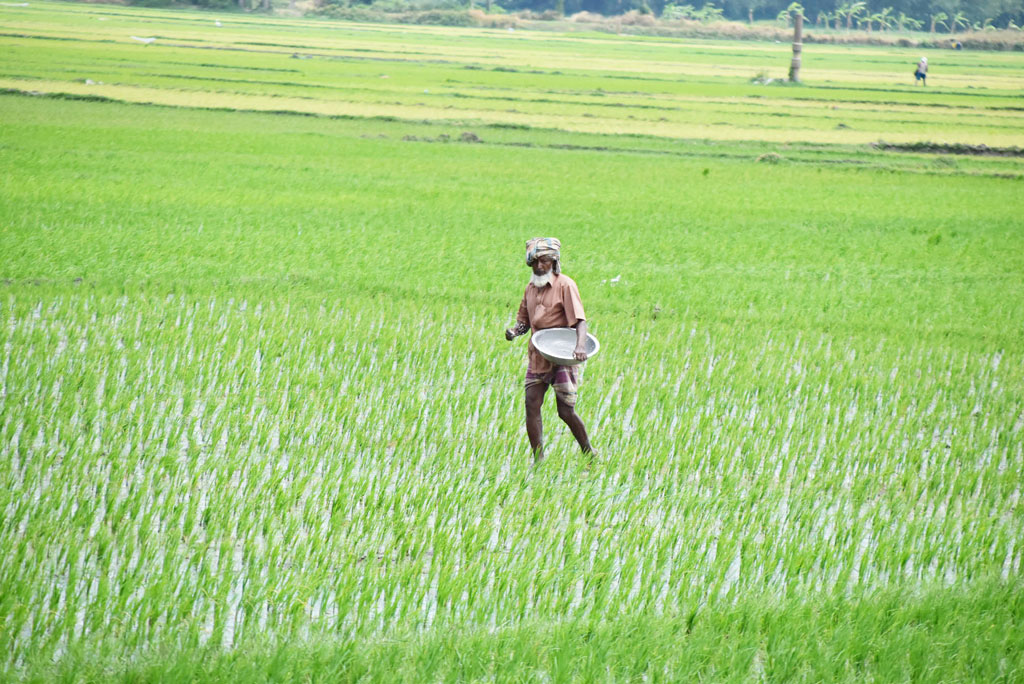 জমিতে আমন ধানের চারা লাগিয়েছেন কৃষক। এখন ছিটাচ্ছেন সার। পবা উপজেলা হুজুরীপাড়া ইউনিয়ন এলাকার একটি জমি, রাজশাহী, ৭ আগস্ট ২০২৩। ছবি: মিলন শেখ