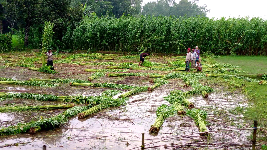 জাগের পানির অভাব খেতেই মরছে পাট