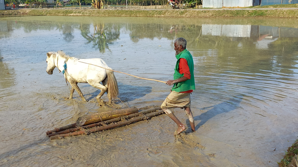 কদর বেড়েছে ‘সুন্দরীর’