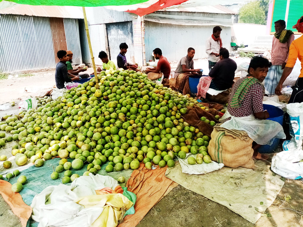 রমজানে বেলের চাহিদা বেড়ে যায়। তাই গ্রাম এলাকা থেকে বেল কিনে এনেছেন স্থানীয় বেল ব্যবসায়ীরা। মহিষলুটি বাজার, তাড়াশ, সিরাজগঞ্জ। ১ এপ্রিল, ২০২৩। ছবি: রফিকুল ইসলাম
