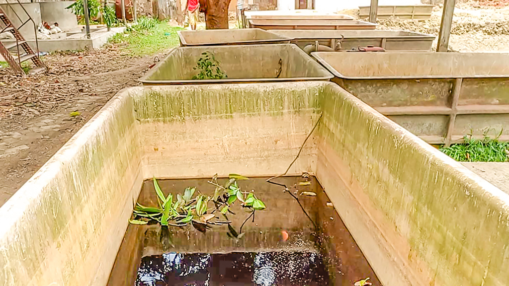 ৪৬ কোটি বরাদ্দেও রোগার্ত হ্যাচারি
