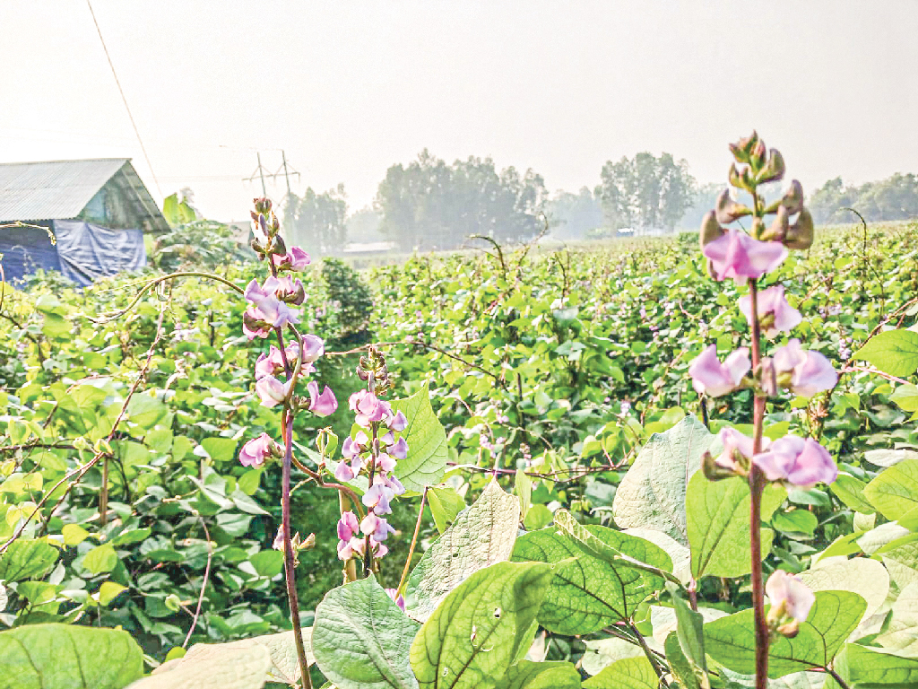 ২১০ কোটি টাকার শিম উৎপাদন, কৃষকের হাসি