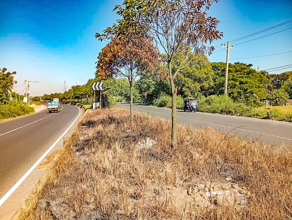 কুমিল্লা চৌদ্দগ্রাম: বেঘোরে মরছে বিভাজকের বকুল