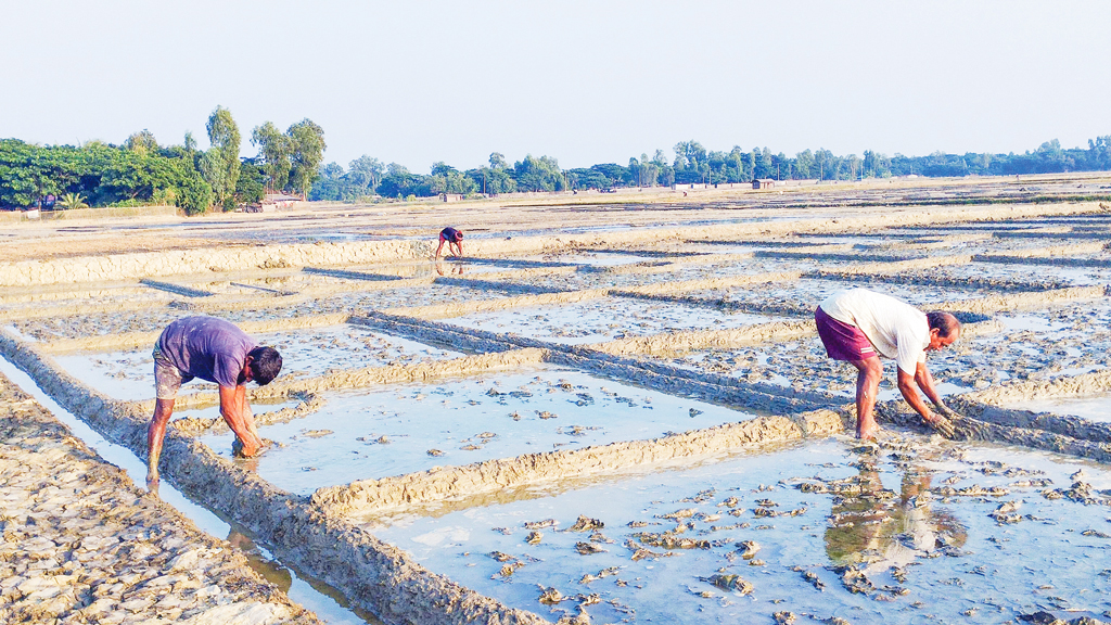 উৎপাদন মৌসুম শুরু: লবণচাষিরা মাঠে নেই, দাম কম