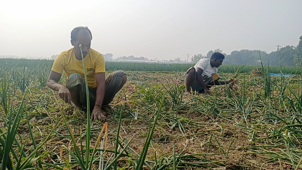 মুড়িকাটা পেঁয়াজে লাভের আশা রাজবাড়ীর কৃষকের