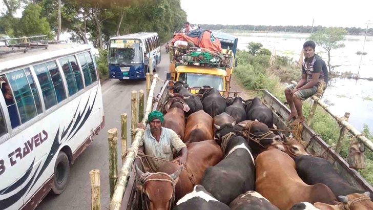 পশুবাহী যানবাহন মহাসড়কে না থামানোর নির্দেশ