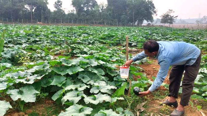 বিষমুক্ত নিরাপদ সবজির গ্রাম ছোটমৌশা