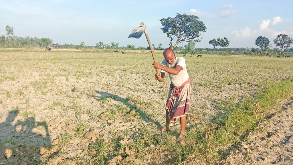 অনাবৃষ্টি বাড়াবে আমন চাষে খরচ