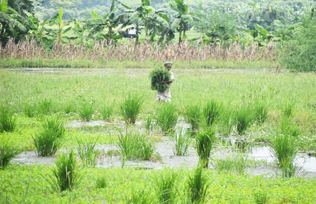 ঋতু বদলের পালায় বর্ষা শেষে চলছে শরৎ। মেঘাচ্ছন্ন আকাশের পরিবর্তে কালো মেঘের ঘনঘটা। এমন মৌসুমে বরেন্দ্র অঞ্চলে জমিতে জমে আছে বৃষ্টির পানি। জমির এক হাঁটু পানিতে নেমে গবাদিপশুর জন্য ঘাস কেটে নিয়ে যাচ্ছেন এক কৃষক। পবা উপজেলা নওহাটা পৌরসভা পাকুড়িয়া গ্রাম, রাজশাহী, ২৯ আগস্ট ২০২৪। ছবি: মিলন শেখ