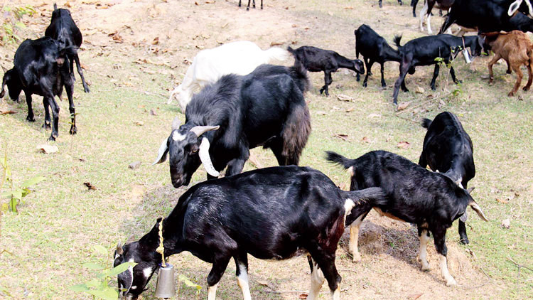 পুলিশের লোক পরিচয়ে ছাগল নিয়ে পালাল প্রতারক