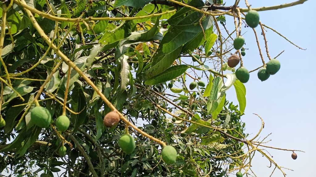 তীব্র দাবদাহে গাছ থেকে ঝরে পড়ছে আমের গুটি