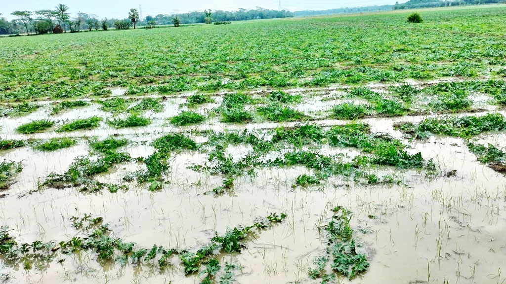 আমতলীতে টানা চার দিনের বৃষ্টিতে তরমুজচাষিদের স্বপ্ন ফিকে