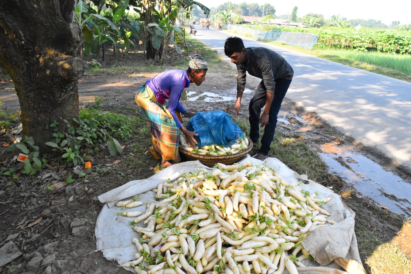 জমি থেকে মুলা সংগ্রহ করে ফাঁকা জায়গায় জমা করা হয়। পরে সেখান থেকে সংগ্রহ করে বিক্রির জন্য বাজারে নিয়ে যাওয়া হচ্ছে। রাজশাহী সদর, রাজশাহী, ২৯ নভেম্বর, ২০২২। ছবি: মিলন শেখ