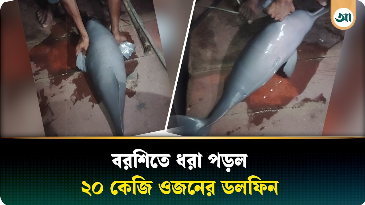 বরগুনায় বড়শিতে ধরা পড়ল বিপন্ন ডলফিন
