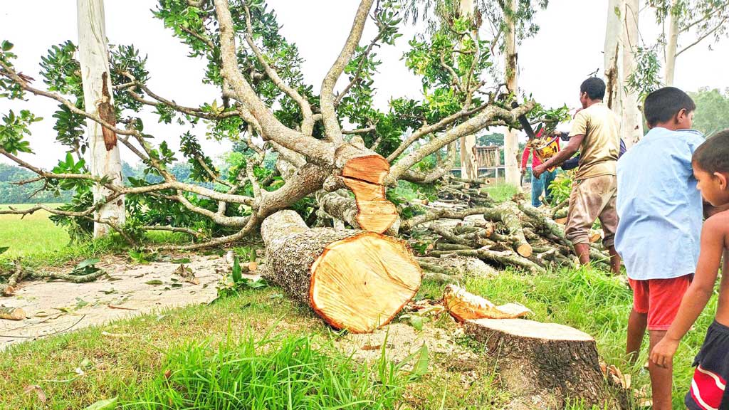 ২ শতাধিক গাছ সাবাড় হচ্ছে নেত্রীর নির্দেশে