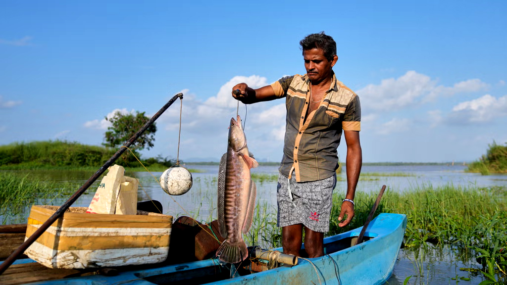 রাক্ষসী মাছ শোল-গজার পৌঁছে গেছে শ্রীলঙ্কায়—ফন্দি এঁটেছেন জেলেরাও
