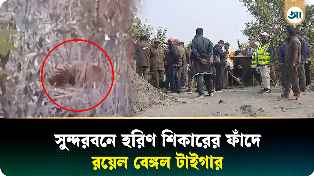 সুন্দরবনে হরিণ শিকারের ফাঁদে আটকে পড়েছে রয়েল বেঙ্গল টাইগার