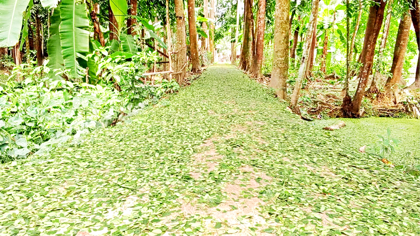বরগুনার বামনা: ইটভাটার বিষাক্ত গ্যাসে মরছে গাছ-পুকুরের মাছ