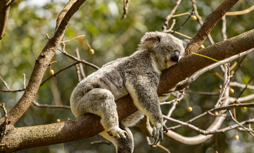 ক্যাঙারু আইল্যান্ড: যে দ্বীপ কোয়ালাদের টিকে থাকার শেষ ভরসা