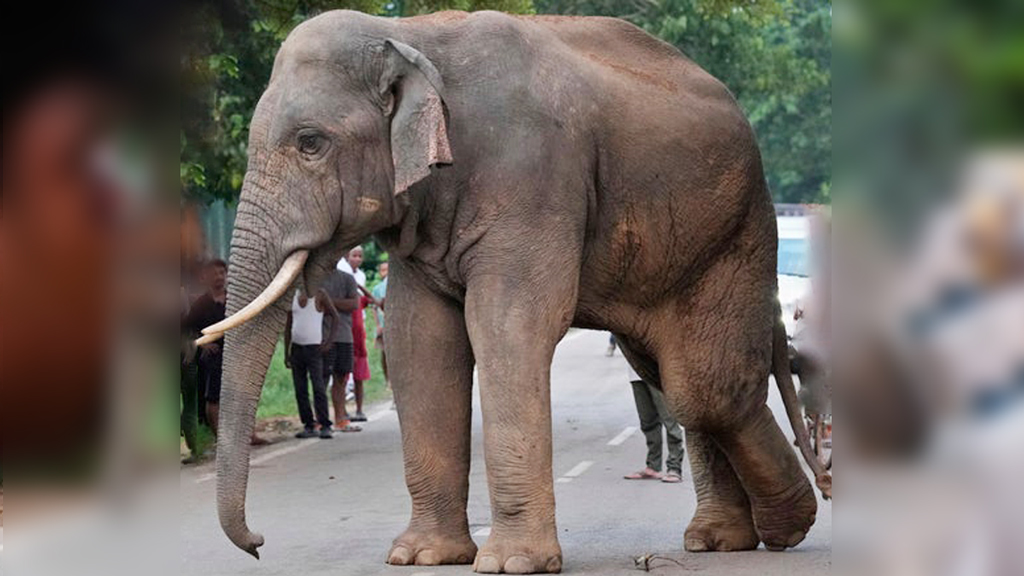 এক সপ্তাহে ১৭ জনকে হত্যা, সন্দেহের তীর একটি হাতির দিকে