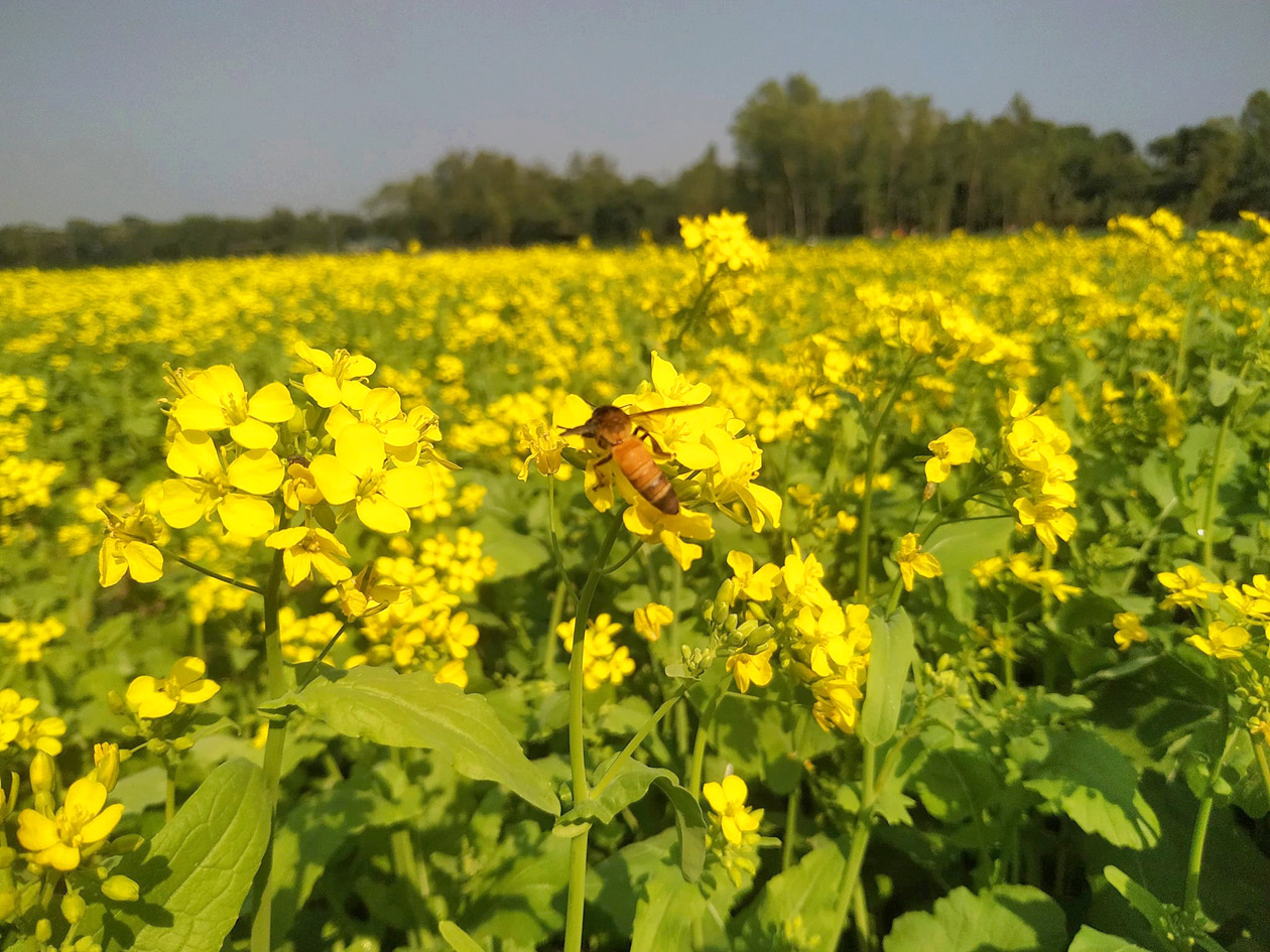 দিনের ছবি (০৭ ডিসেম্বর, ২০২২)