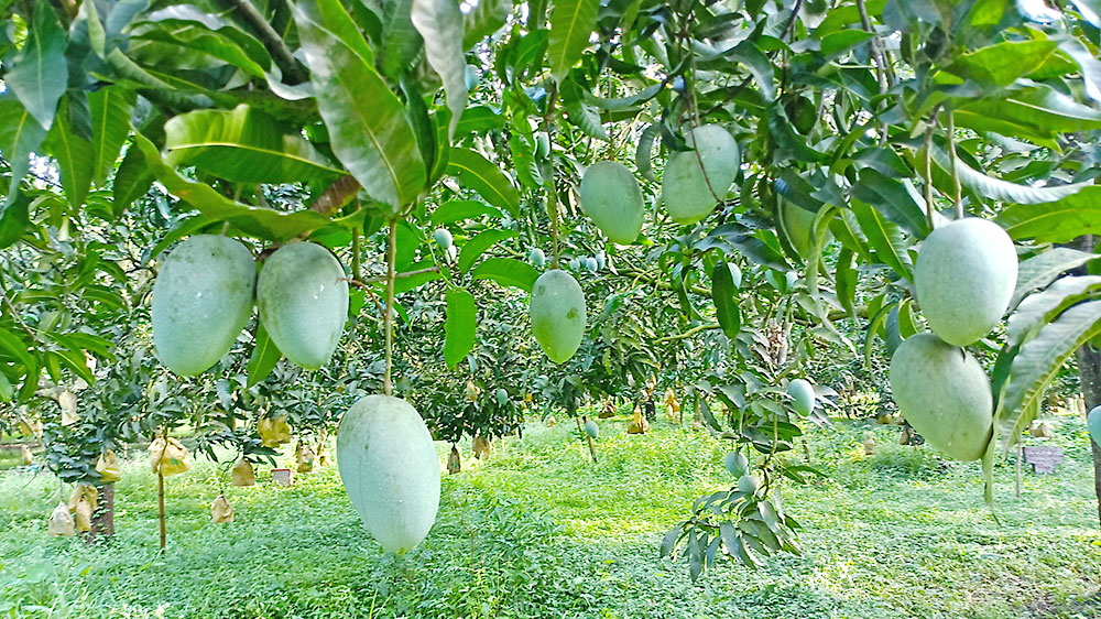 আম উৎপাদন: বৈরী আবহাওয়ায় আম নেই বড় গাছে