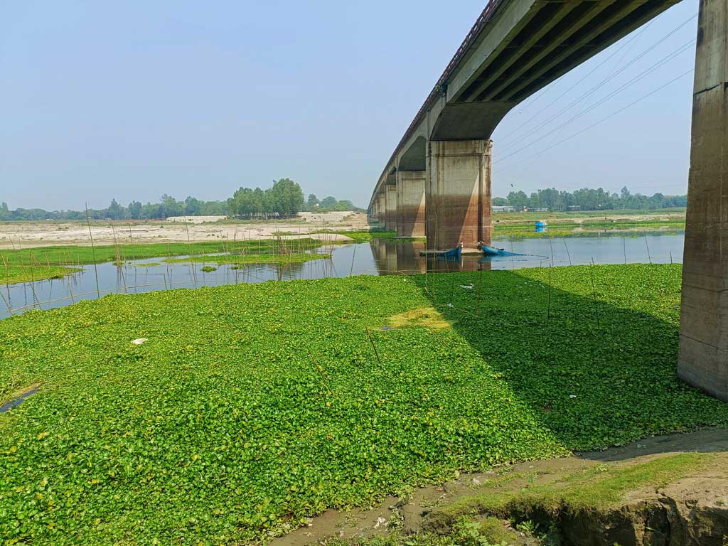 এক সময়ের খরস্রোতা কালীগঙ্গা নদীর যে অংশে কিছু পানি রয়েছে সেখানটা কচুরি পানায় ভরা। নদীর ওপর দেখা যাচ্ছে তরা সেতু, আর তীরে কচুরি পানার রাজ্যে বাধা কয়েকটি নৌকা। ঘিওর উপজেলার তরা এলাকা, মানিকগঞ্জ, ১৭ মার্চ ২০২৪। ছবি: আব্দুর রাজ্জাক