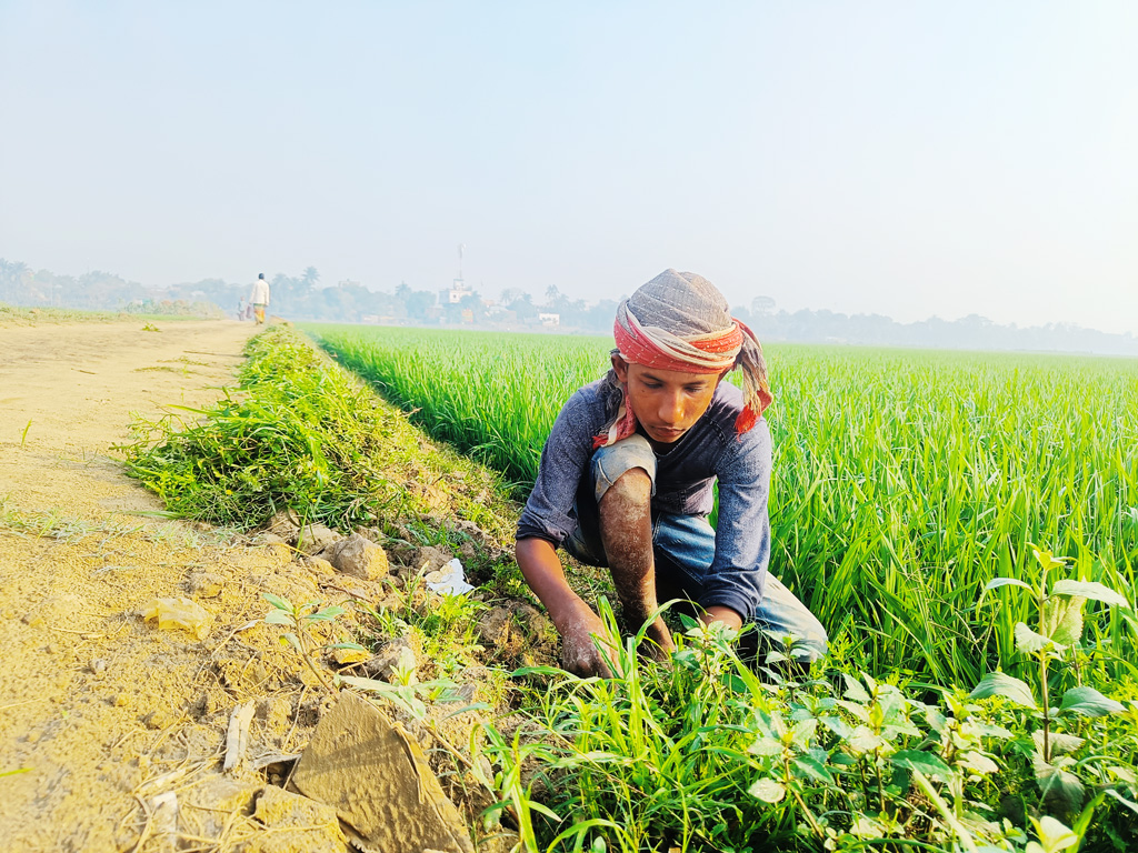 গবাদিপশুর জন্য রাস্তার পাশ থেকে ঘাস কাটছেন এক কৃষাণ। ছবিটি ব্রাহ্মণবাড়িয়ার সরাইল উপজেলার রাণীদিয়া এলাকা থেকে তোলা। ২৫ ফেব্রুয়ারি, ২০২৩। ছবি: মো. মনসুর আলী