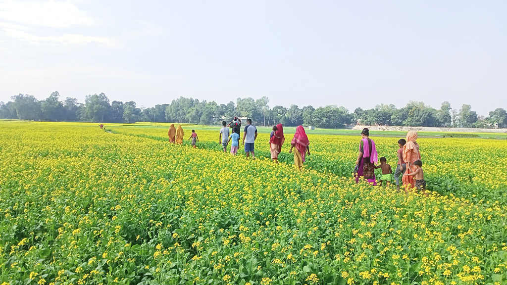 সরিষার ভালো ফলনের আশা