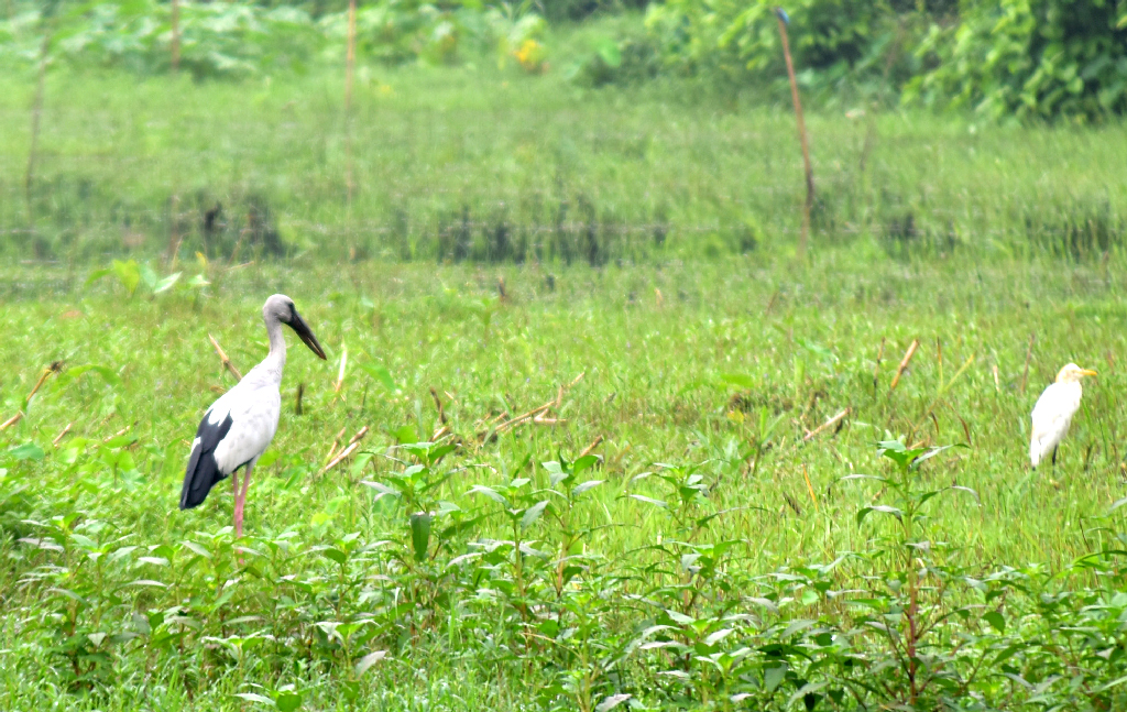 বৃষ্টির পানি জমেছে মাঠে। সেখানে কেঁচো, পোকামাকড়সহ নানা খাবারের সন্ধানে নেমেছে শামুকখোল পাখি । রাজশাহী বিশ্ববিদ্যালয় এলাকার একটি মাঠ, রাজশাহী, ২৭ সেপ্টেম্বর ২০২৩। ছবি: মিলন শেখ