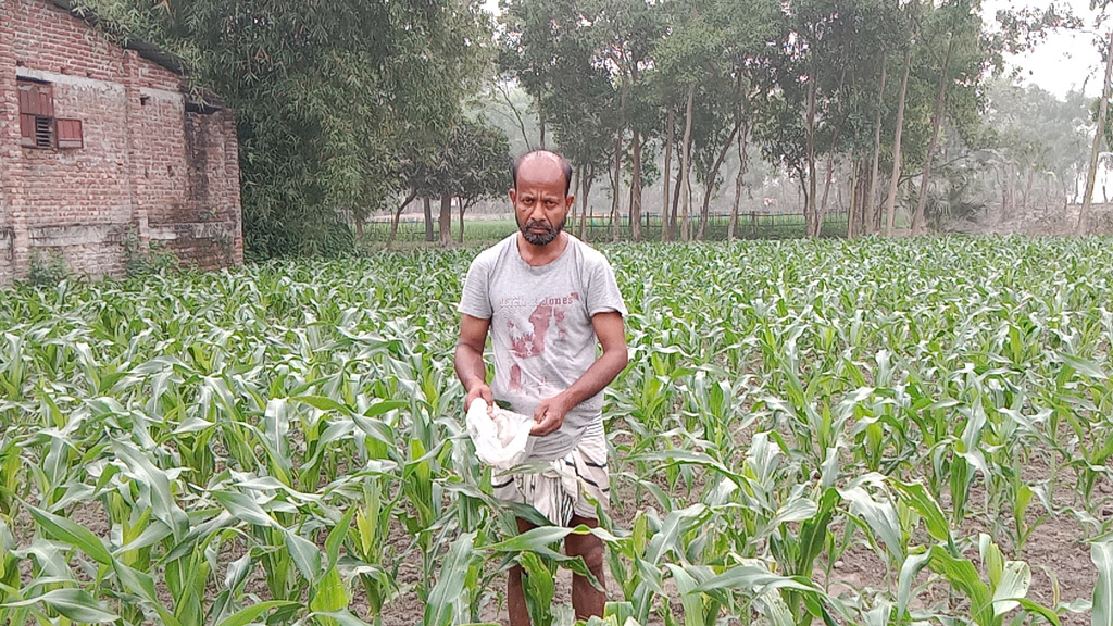 ‘লেদা পোকা’ নবাবগঞ্জের ভুট্টাচাষিদের দুশ্চিন্তা