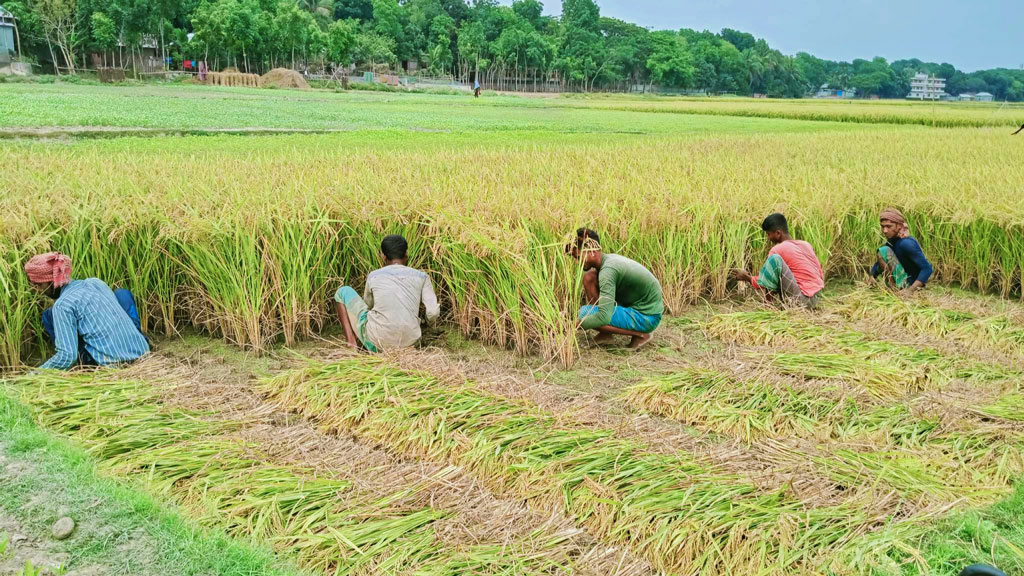 বোরো ধান কাটার মৌসুম চলছে। মাঠে মাঠে ধান কাটতে ব্যস্ত কৃষকেরা। সেই ধান কাঁধে করে বাড়ি তুলছেন কেউ কেউ। মহম্মদপুর, মাগুরা, ২৯ এপ্রিল ২০২৩। ছবি: মো. উজ্জ্বল মোল্লা