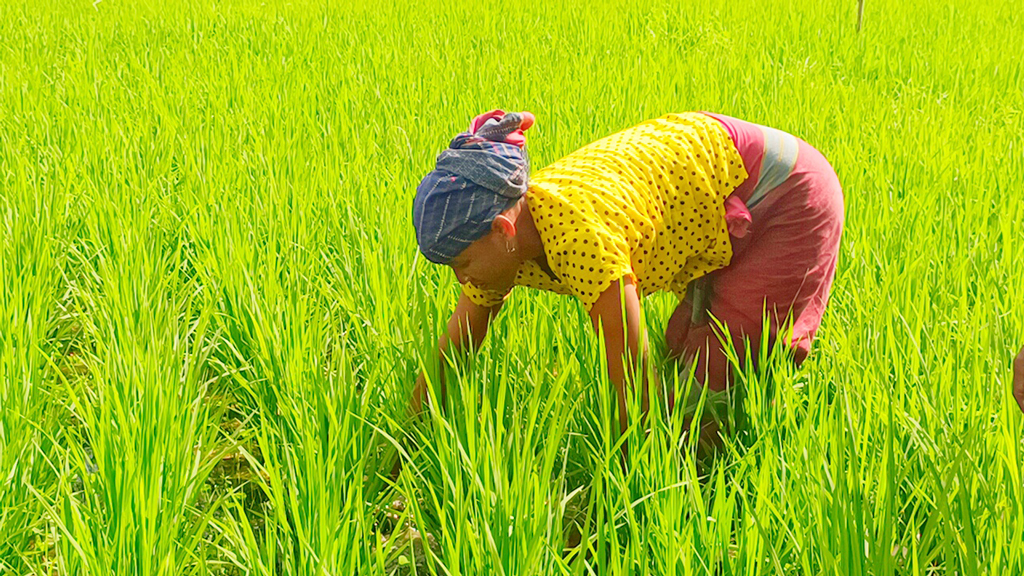 ধান বোনে বৃষ্টির আশায়