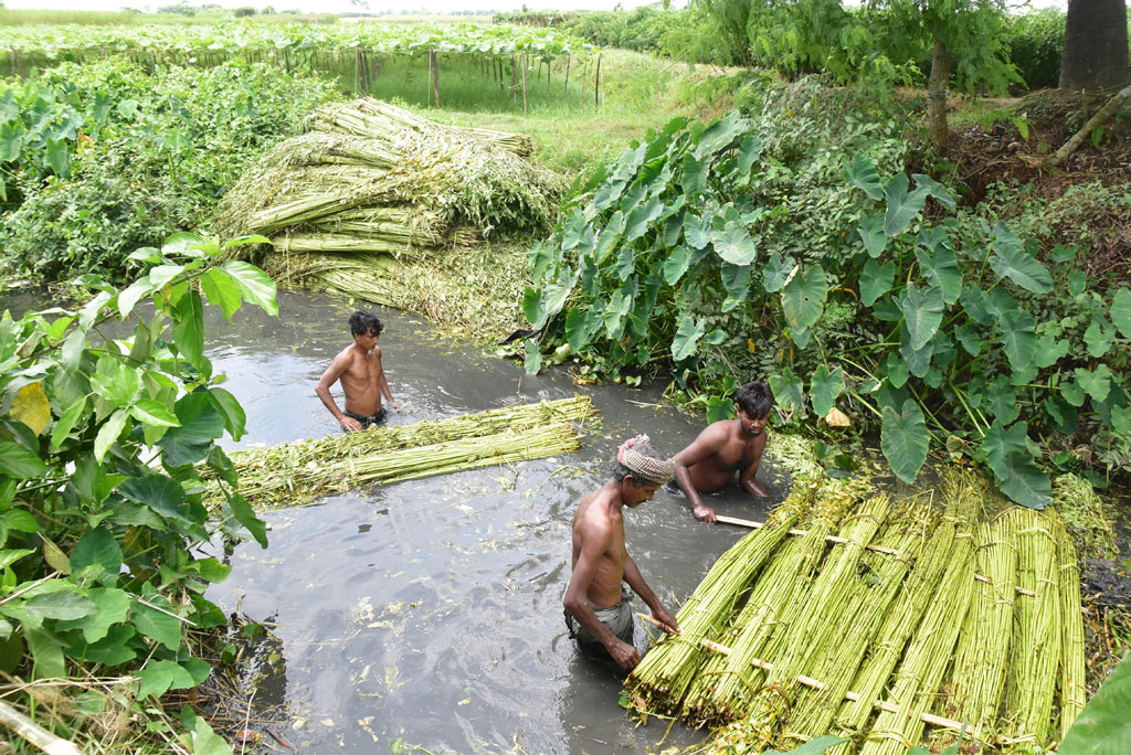 শ্রাবণ মাস শুরু হলেও রাজশাহীতে গত কয়েক দিনে বৃষ্টির দেখা নেই। লে বাড়ছে তাপ, সেই সঙ্গে স্থানীয় খাল-বিলের পানিও কমে গেছে। এ দিকে কৃষকেরা উপায়ান্ত না পেয়ে অল্প পানিতেই জাগ দিচ্ছেন পাট। নওহাটা পৌরসভা, পবা, রাজশাহী, ২০ জুলাই ২০২৩। ছবি: মিলন শেখ।