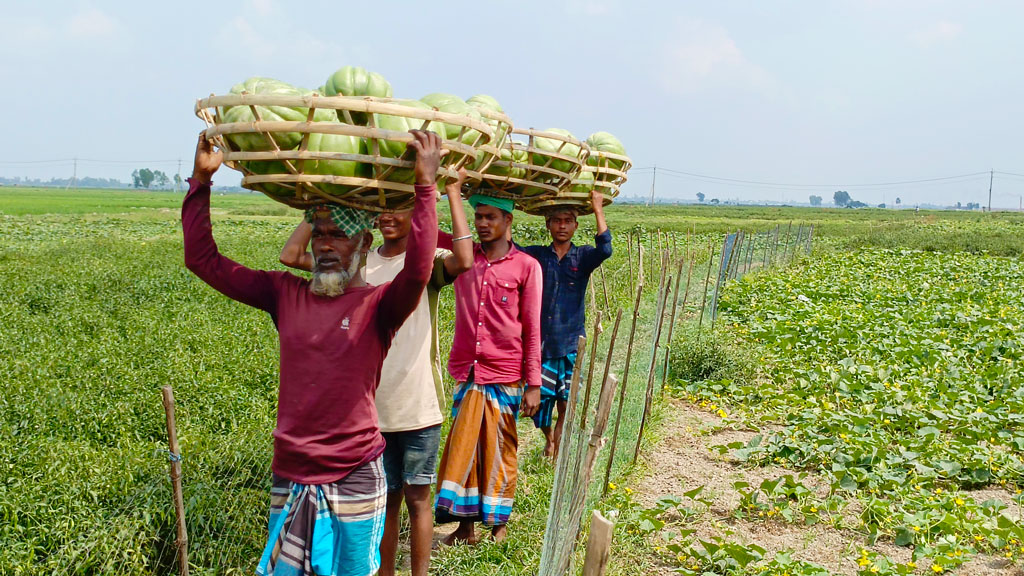 চরাঞ্চলের বিস্তীর্ণ এলাকায় বাঙ্গি চাষ হয়েছে। বাঙ্গি গাছের লতা পাতা, ফুলে-ফলে ছেয়ে গেছে মাঠ। পরিপক্ব বাঙ্গি খেত থেকে সংগ্রহ করে ভালো দামে বিক্রির জন্য হাটে নিয়ে যাচ্ছেন চাষিরা। রায়পুরার বাঁশগাড়ী এলাকা থেকে তোলা, নরসিংদী, ২৫ মার্চ ২০২৪। ছবি: হারুনূর রশিদ