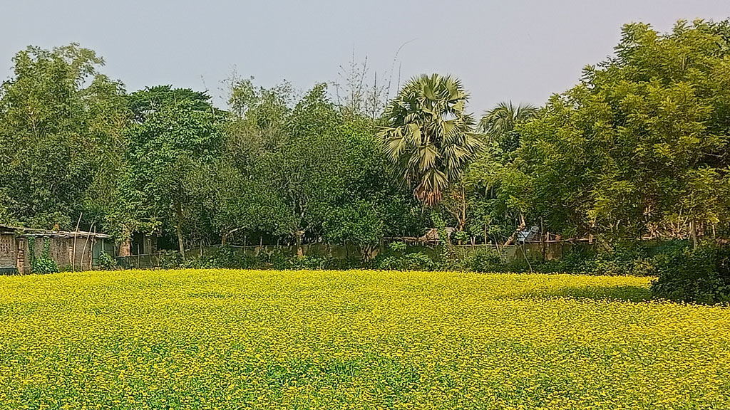 গাংনীতে বেড়েছে সরিষা চাষ