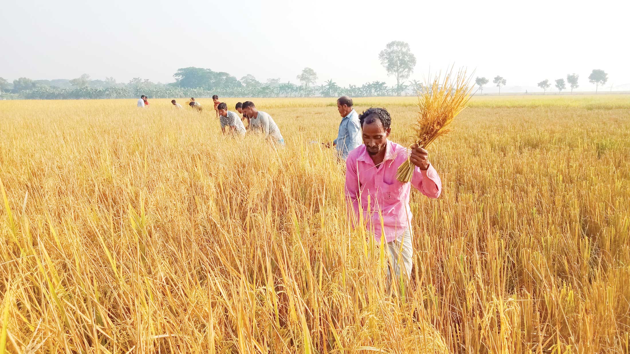 আমন ধানের ফলনে স্বস্তি   দাম নিয়ে শঙ্কায় কৃষক